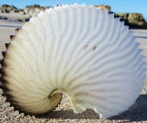 The Paper Nautilus hunt is on!